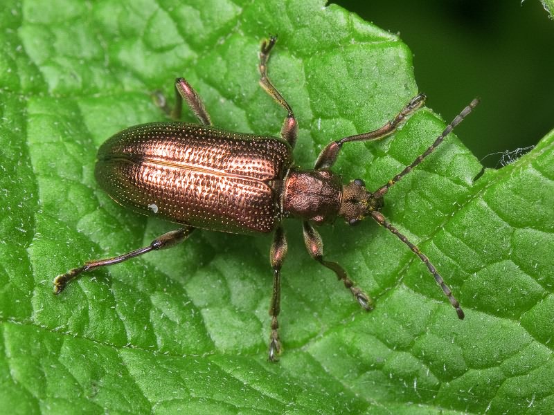 Plateumaris sericea (Linnaeus, 1761)